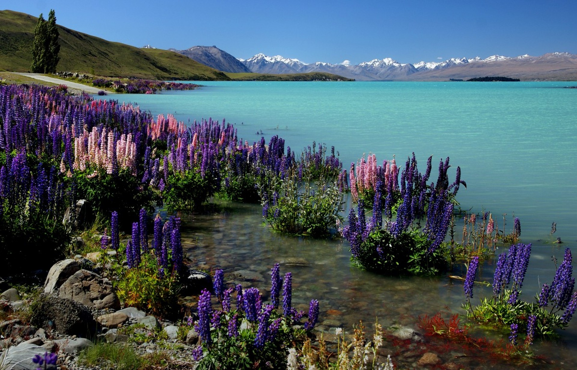 Russel Lupins Mackenzie Country