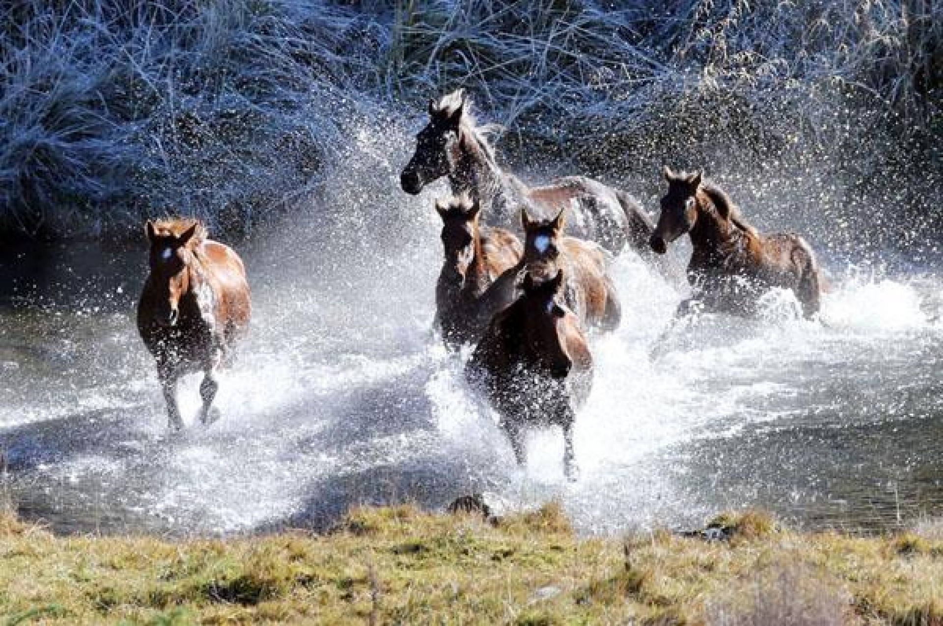 Kaimanawa Horses