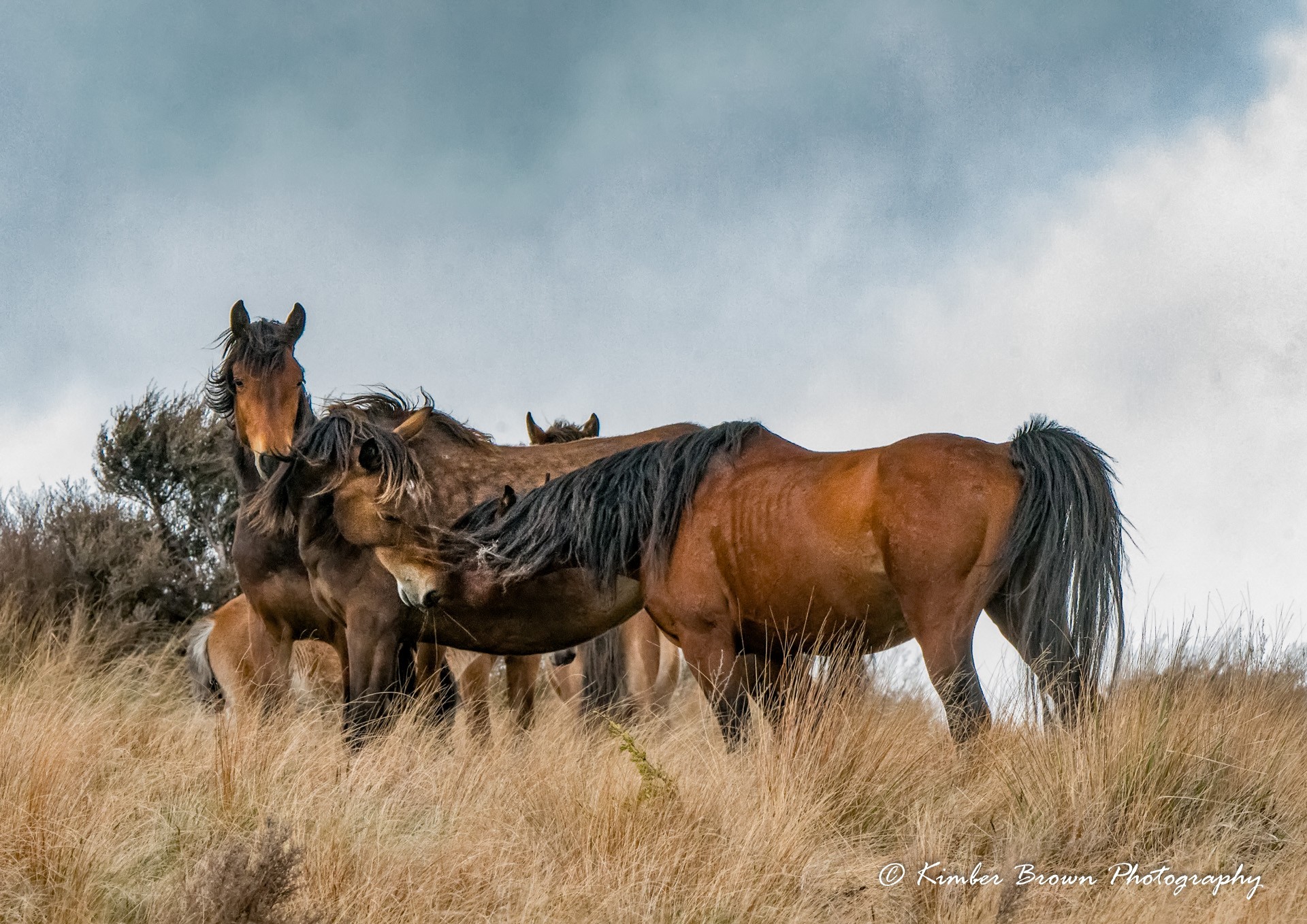 Kaimanawa Horses - Kimber Brown Photography