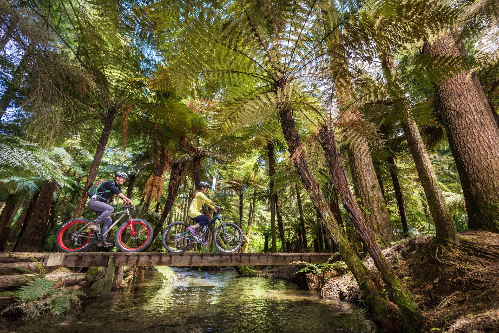 Behind the Gates of the Whaka Forest